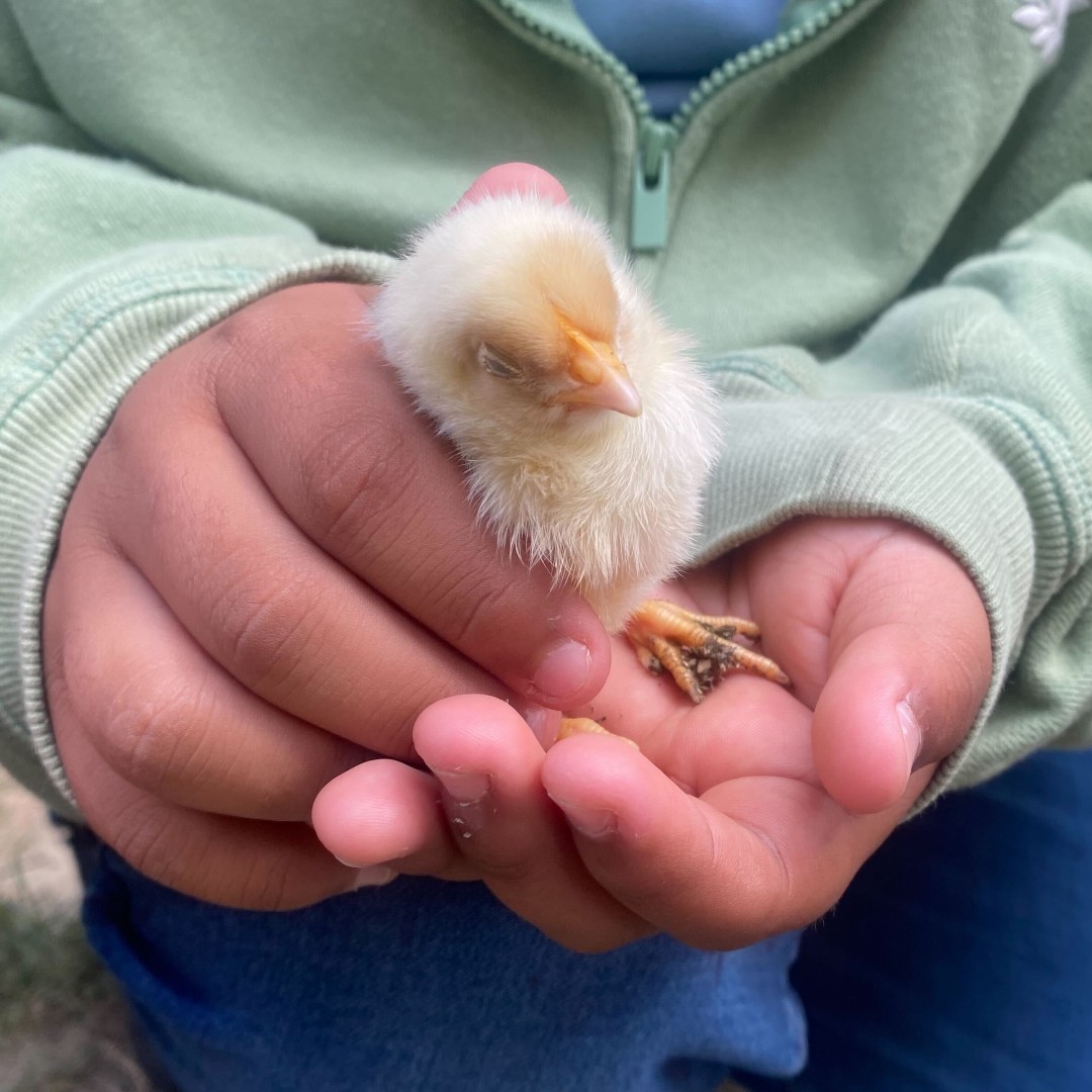 GroundEducation's tweet photo. Which chick expresses your mood today?
1. 🤨 2. 😌 3. 😠 4. 😴 5. 😮💨
.
.
.
#GardenLesson #OutdoorClassroom #SchoolGarden #UrbanGarden #Community #LBUSD #LongBeach #Elementary #Nature #Think #Explore #Connect #Chicks #Mood https://t.co/xYQt4GLSIU