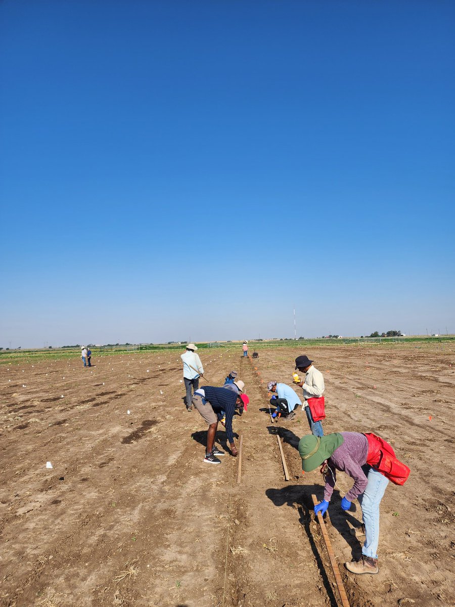 SainiDK10's tweet photo. The last seeds are in the ground!π₯³π Soybean planting is complete, marking the end of the planting season. Excited for the GREAT SUMMER AHEADπ₯³π€π€ Thanks Teamππππ #CropForageSystemLab @KJagadish_TTU https://t.co/TXs7zt3gyU