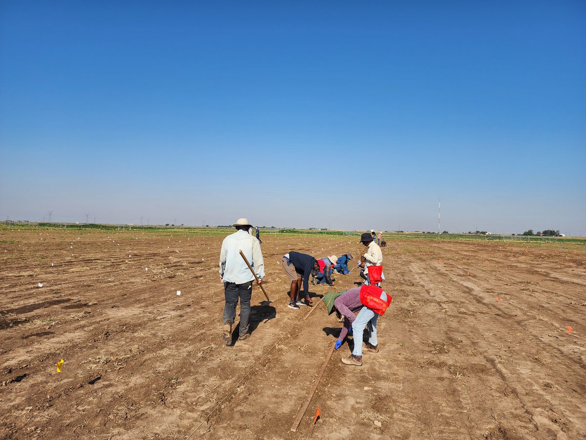 SainiDK10's tweet photo. The last seeds are in the ground!π₯³π Soybean planting is complete, marking the end of the planting season. Excited for the GREAT SUMMER AHEADπ₯³π€π€ Thanks Teamππππ #CropForageSystemLab @KJagadish_TTU https://t.co/TXs7zt3gyU