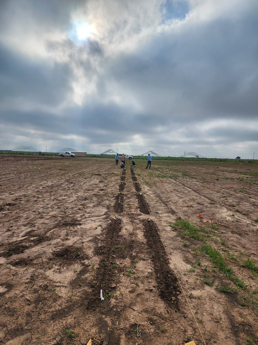 SainiDK10's tweet photo. The last seeds are in the ground!π₯³π Soybean planting is complete, marking the end of the planting season. Excited for the GREAT SUMMER AHEADπ₯³π€π€ Thanks Teamππππ #CropForageSystemLab @KJagadish_TTU https://t.co/TXs7zt3gyU
