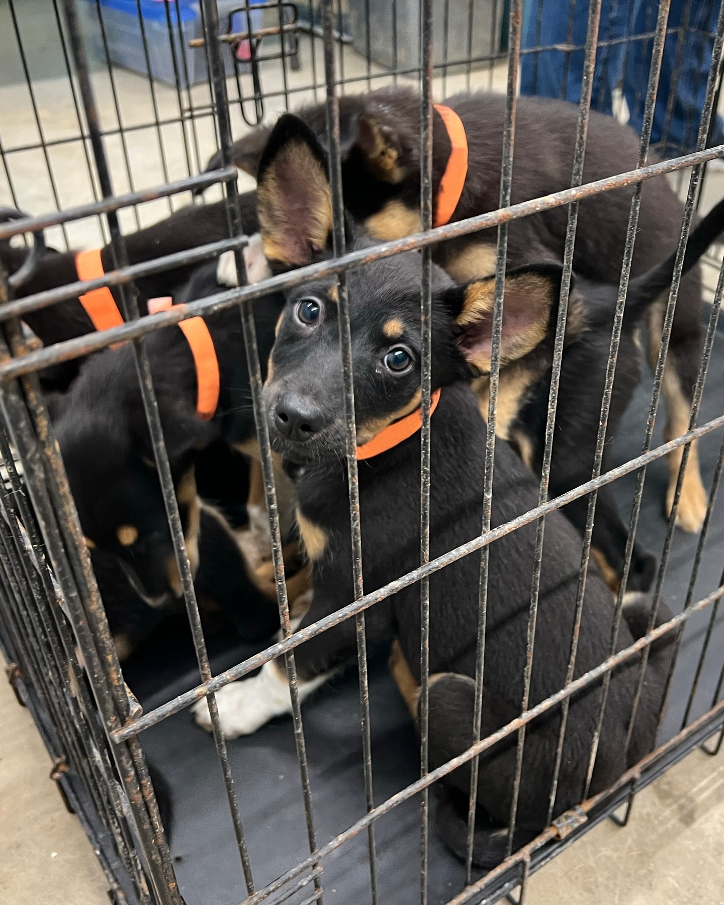 ASPCA on X EMERGENCY EVACUATION 100 animals are being evacuated from North Texas following severe weather Evacuations like this are critical to local shelters and help free up local resources for cont...
