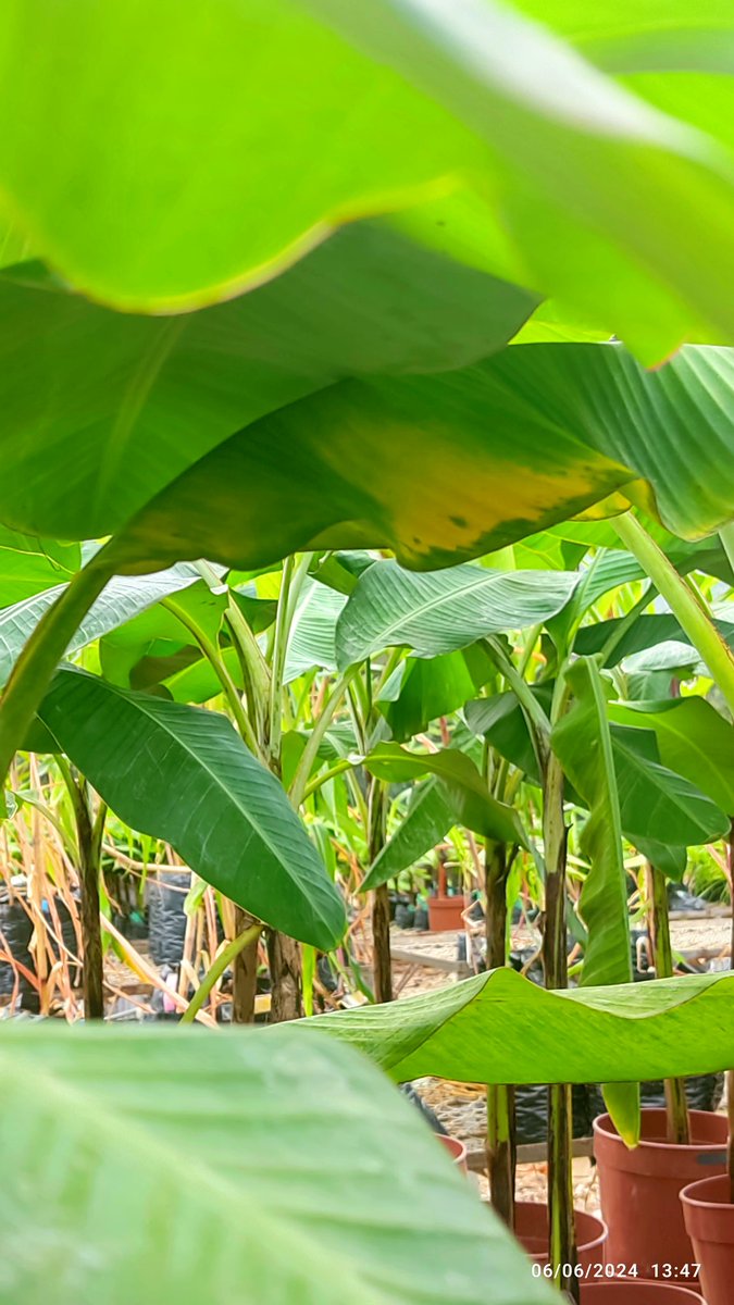 Frearmag3's tweet photo. La búsqueda de microorganismos continúa. En @cibe_espol evaluamos consorcios de 🦠 para combatir a Fusarium. En el proceso- algunas plantitas se sacrifican, pero todo por salvaguardar nuestros bananos y plátanos🍌. Será suficiente? https://t.co/lRne7X8ste