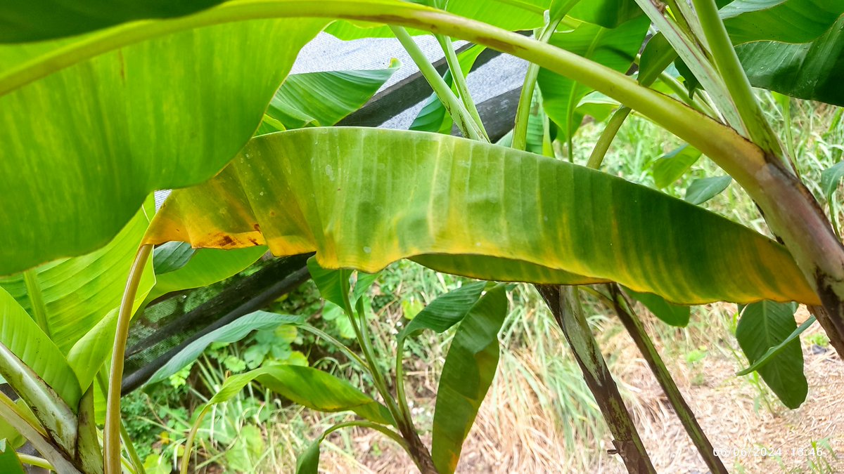 Frearmag3's tweet photo. La búsqueda de microorganismos continúa. En @cibe_espol evaluamos consorcios de 🦠 para combatir a Fusarium. En el proceso- algunas plantitas se sacrifican, pero todo por salvaguardar nuestros bananos y plátanos🍌. Será suficiente? https://t.co/lRne7X8ste