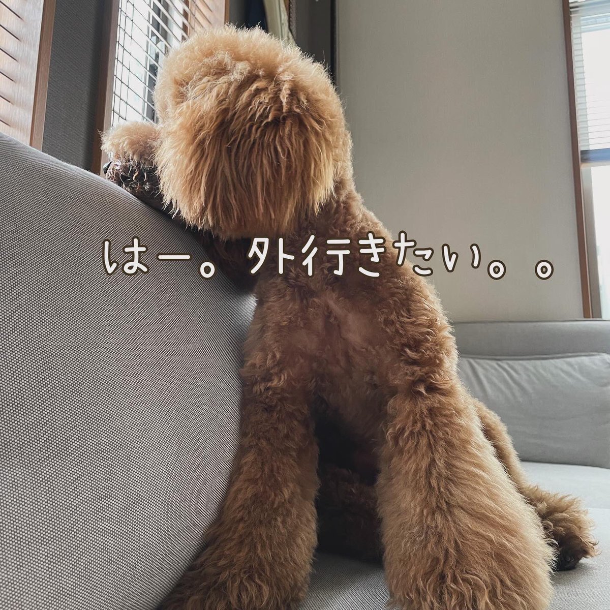 kei_bornfrom's tweet photo. しばーらくSNSから離れてしまった。。
精神的に余裕がなかったなぁ。
でも良いご縁を頂けたので、再開してみました💚

 #ドルフィンアニマルホスピタル浦和美園院 ｻﾏの譲渡会にて  #マルシェ に出店させて頂くことになりました！
 #犬服🐶 販売します！ https://t.co/G3qZ8nD7bg