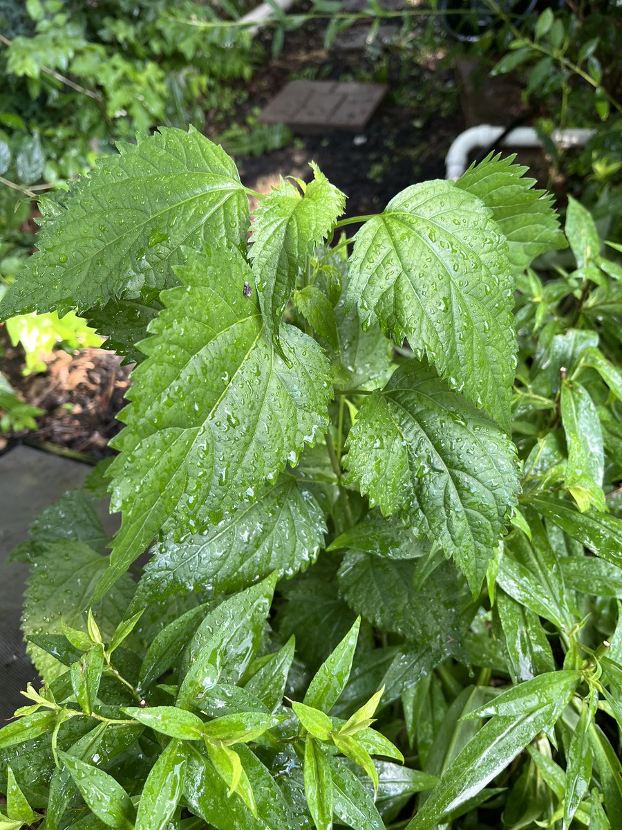julbeelee's tweet photo. @WDCGardener back to my “weed or intentional plant” game… any guess what this is? https://t.co/qLwVU8fxJ5