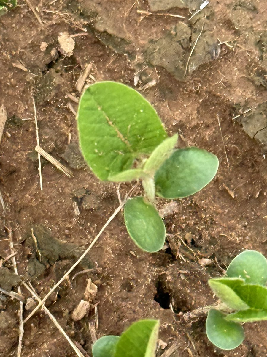 OSU_oilseeds's tweet photo. Soybean that was planted last Monday (May 27th) was at the VE to VC stage or emergence through cotyledon stage  this week.  Similar to cotton but unlike crops like corn, sorghum, or wheat, the growth point is exposed and damage can inhibit further development. https://t.co/yiildDXkYd
