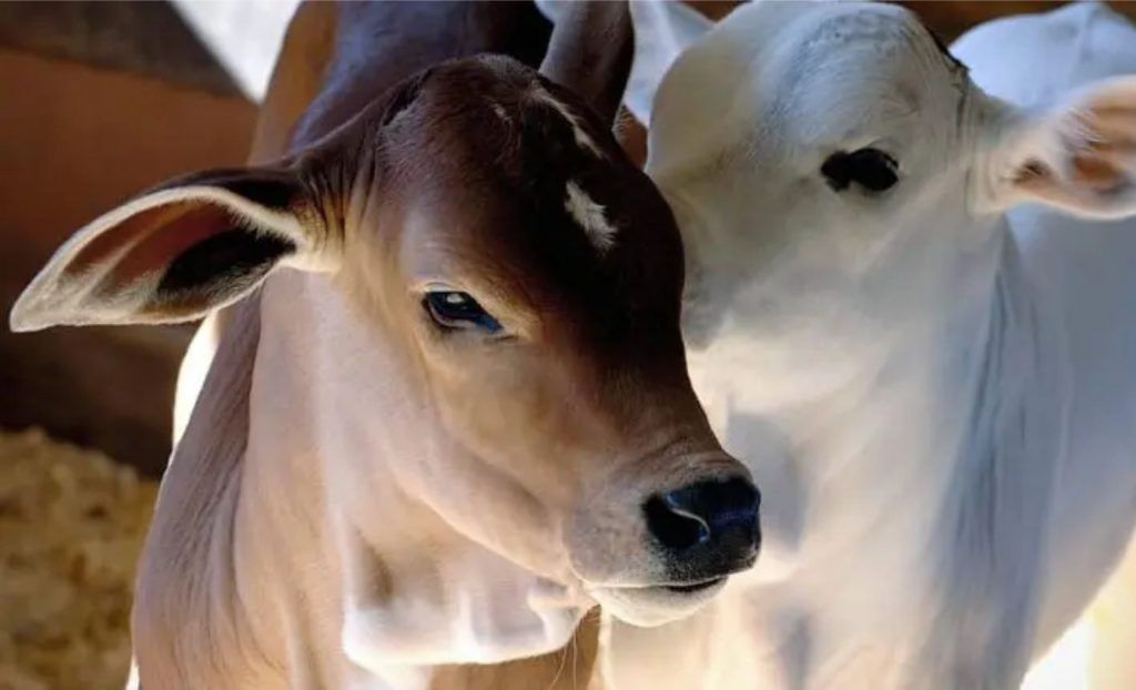 eDairyNewsBr's tweet image. #Produtor de #leite americano #investe em #bezerros de corte buff.ly/3yNHHrT