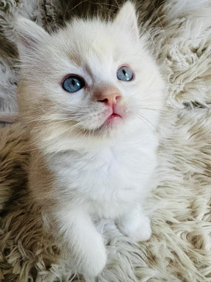 SoulReaperSarah's tweet photo. Meet Cloud!!!☁️ Our new flame mink Ragdoll! The BEST early surprise birthday gift I’ve ever gotten! Thank you to my amazing hubby for taking the time to search days on end for a reputable Ragdoll breeder! Welcome to the family Cloud!!! We love you already you floof!🤍☁️ https://t.co/8I5Rj7Z6Mh