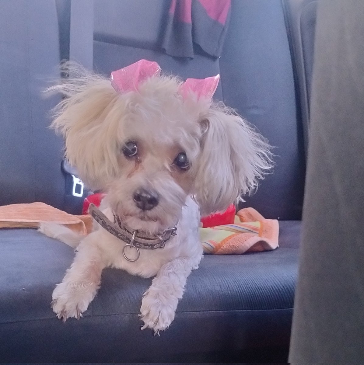 Sweetkroline_'s tweet photo. Lola 🥰 https://t.co/jHAMOdf9Vt