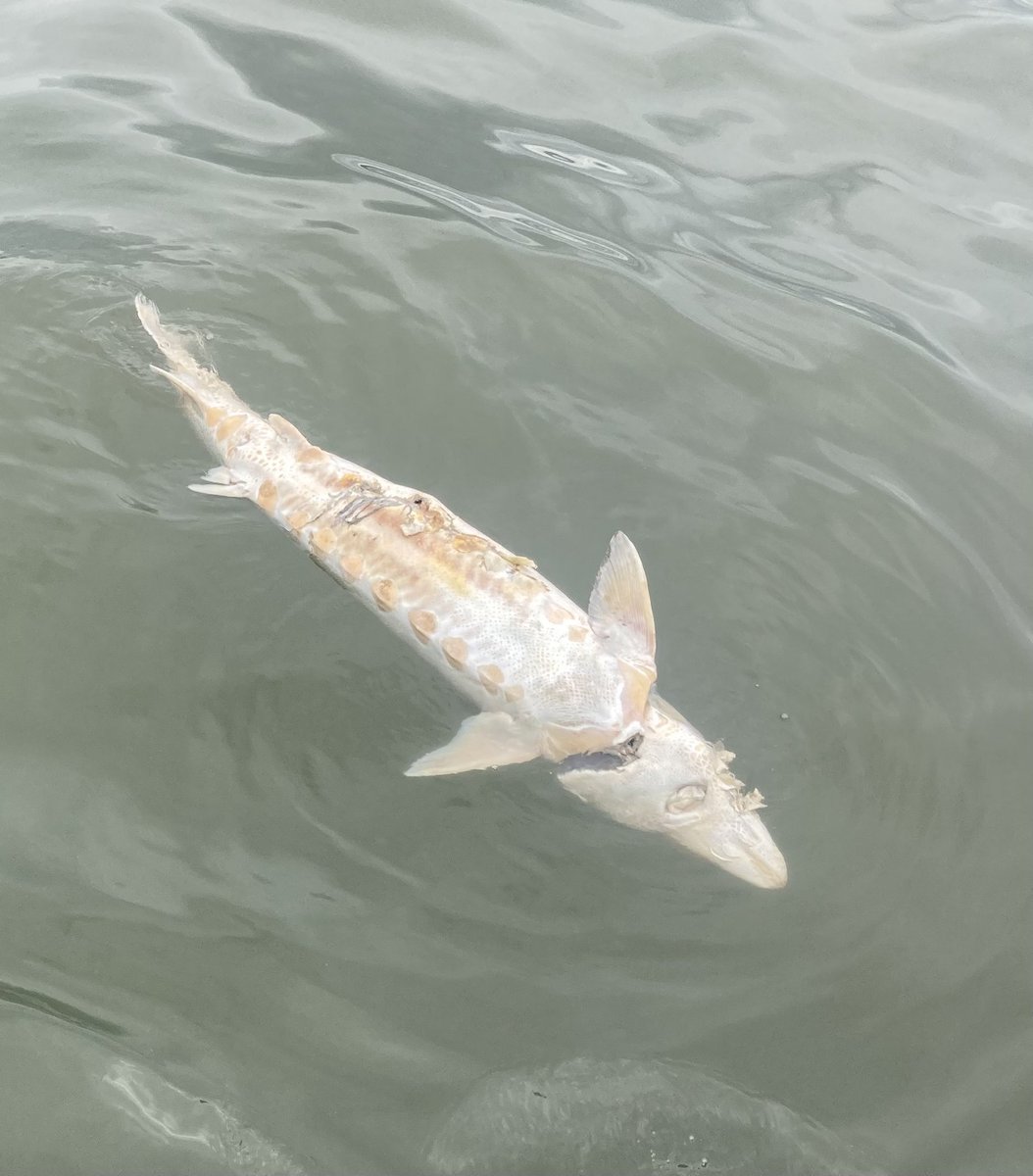 Russell 🐟 tweet media