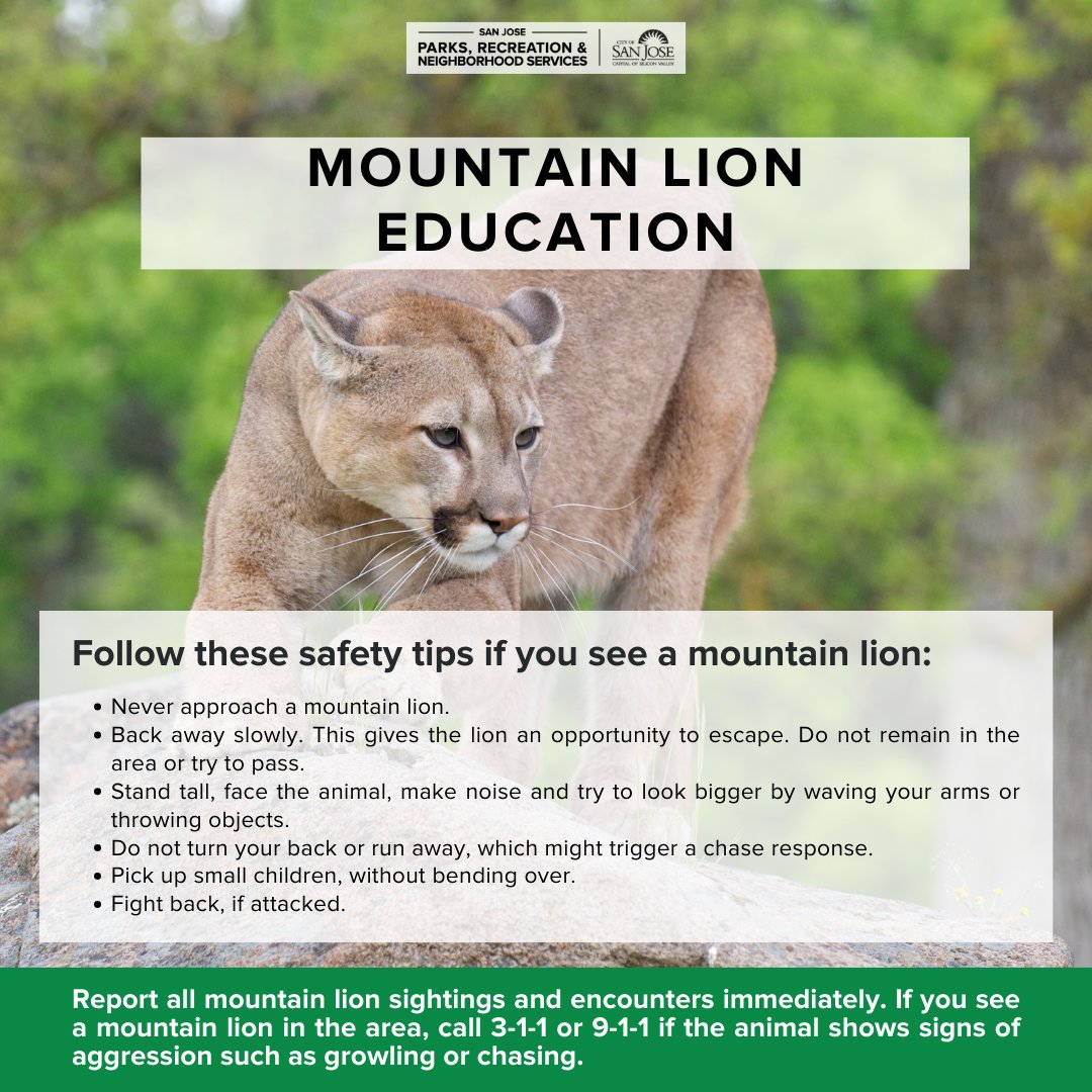 🚨SAFETY ADVISORY🚨
A mountain lion was spotted near Kelley park. Mountain lions are protected species in California and play an important role in the ecosystem. If you see a mountain lion when visiting City of San José parks and trails, follow the tips below.