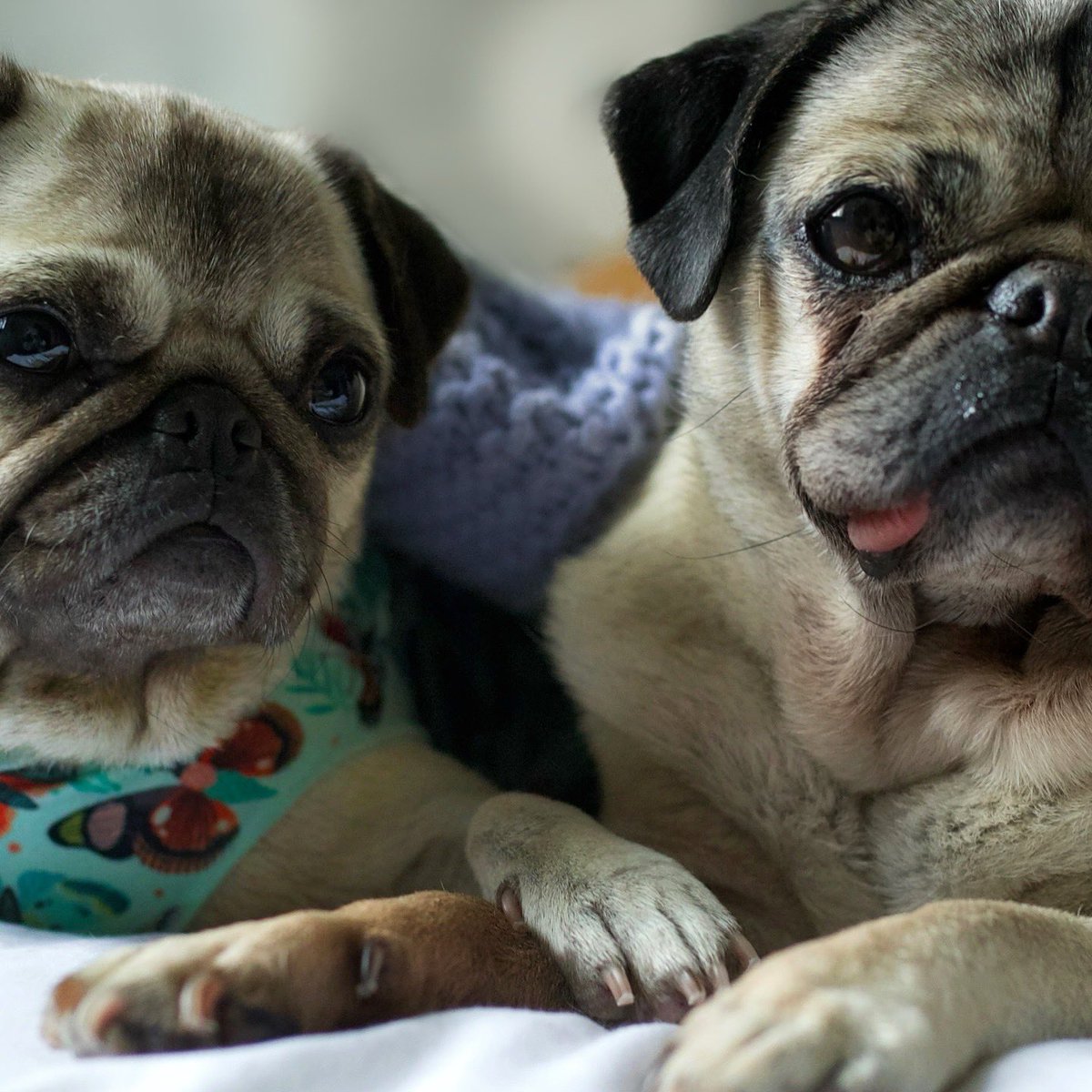 itsdougthepug's tweet photo. Had to share this. Doug and his new rescue sister Dory are quite literally always touching…and today we saw this, their TAILS CURLED AROUND EACHOTHER 

BRB crying puddles 😭😭😭😭 https://t.co/S51lylcpbv