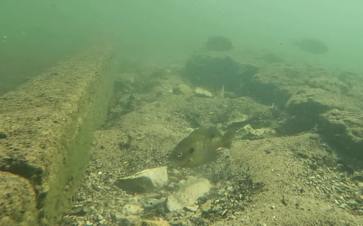 BassGeekFishing's tweet photo. We put underwater footage of the baits in EVERY VIDEO.
Crank Those Bluegill beds!
https://t.co/jnAoAmKes0
#bluegillspawn #bassgeek #bankfishing #fishing #BassFishing #postspawn #bassfishingnation #fishinglife https://t.co/L4JY5nCNvC