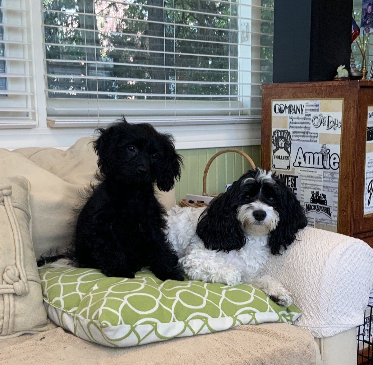 Thanks to <a href="/dog_rates/">WeRateDogs</a> for the original discount and <a href="/thefarmersdog/">The Farmer's Dog</a> for their delicious meal plan these two met their goal weight today at the vet. They LOVE their food and are super healthy and happy!