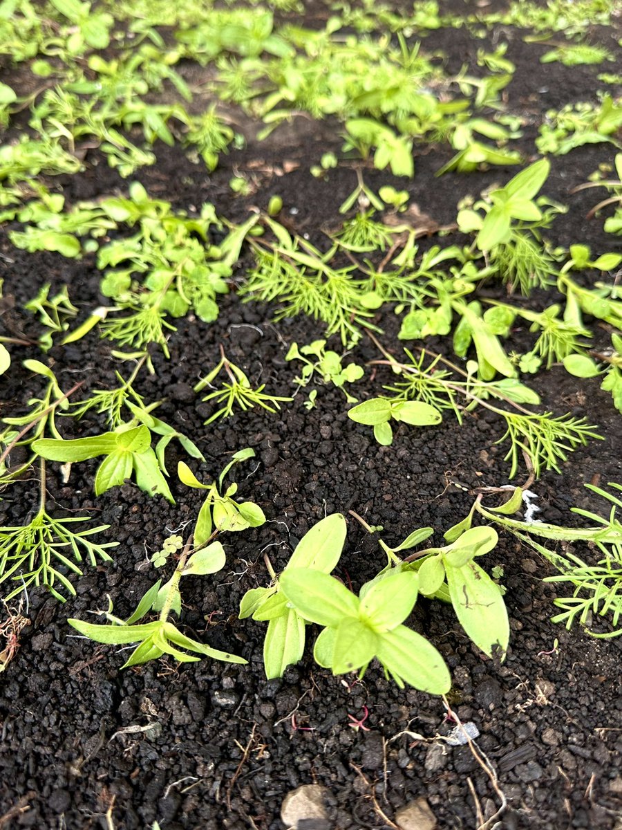 MandyLSimard's tweet photo. We had an insane rainstorm this afternoon. I just went out to check on the garden beds.

Give it to me straight.. I can take it..

Will my zinnias, cosmos and other flowers I started from seed going to make it?

Currently they are all hugging the dirt😢

#ONStorm #GardenersWorld https://t.co/IE7FS0ewwT