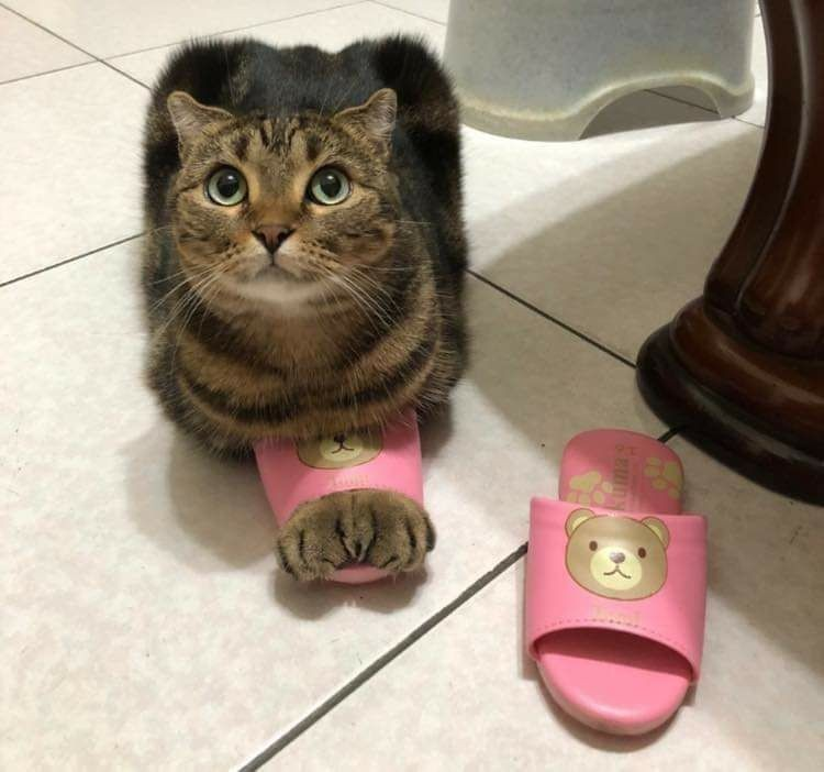 Dont Show Your Cat tweet media