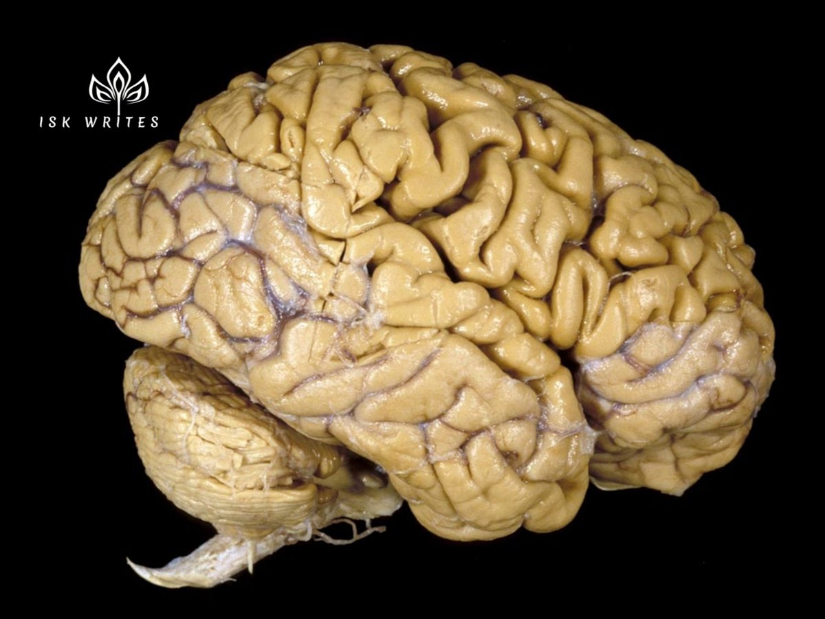 ISKWRITES_1's tweet photo. The human brain uses 20% of the body's energy while accounting for only 2% of its mass. #isk #iskwrites #writing #writingjobs #writersofx #facts https://t.co/4g57i9meBP