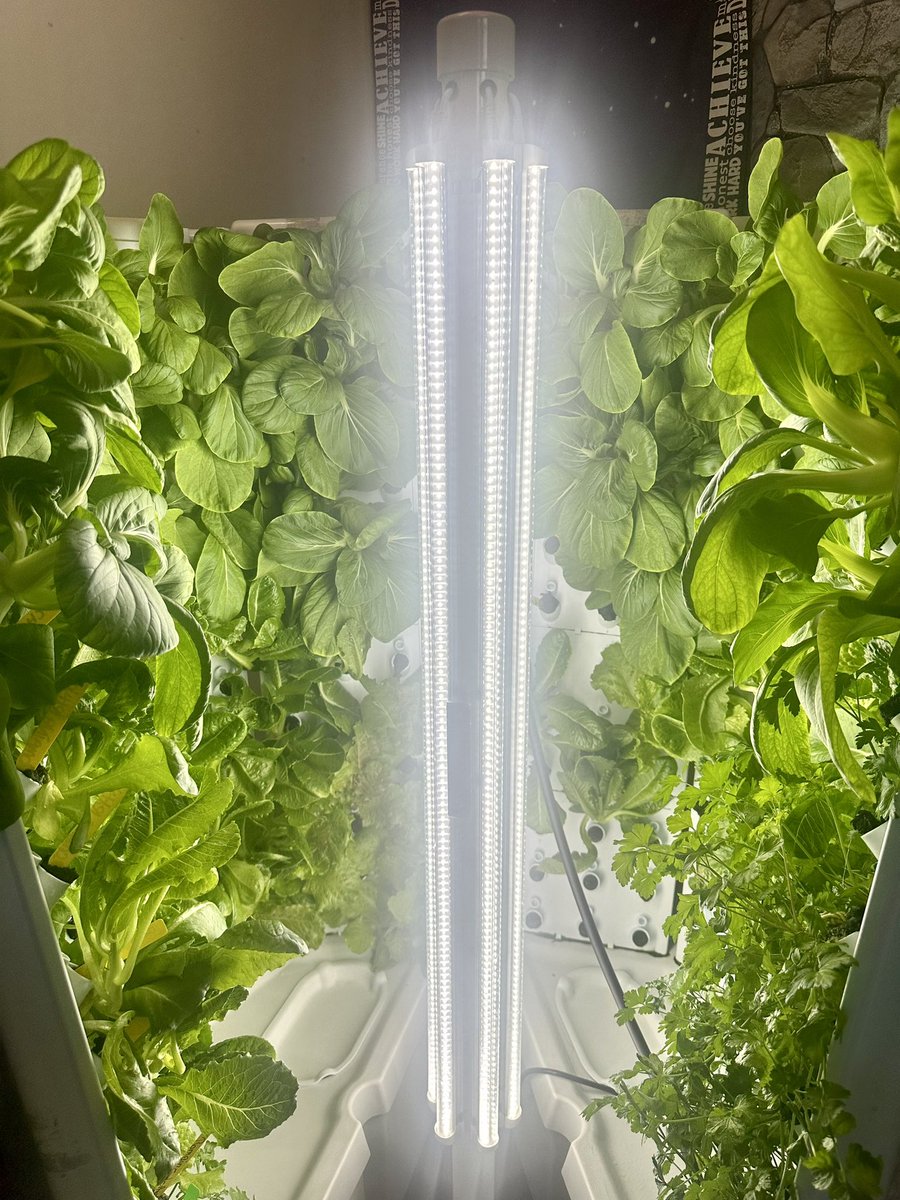 teacher_city's tweet photo. We are finishing up our final harvest of the year in our #KidsGrowGreen program @BancroftDE! 🥬🥬🥬

Look at our #gorgeous greens! ❤️🥬 🤩

Year-round gardening + STEM = future global eco-citizens!🥬💕

@ForkFarms 
#KidsGrowGreen 
#Hydroponics 
#ClassroomHydroponics https://t.co/ylYJd4laKz