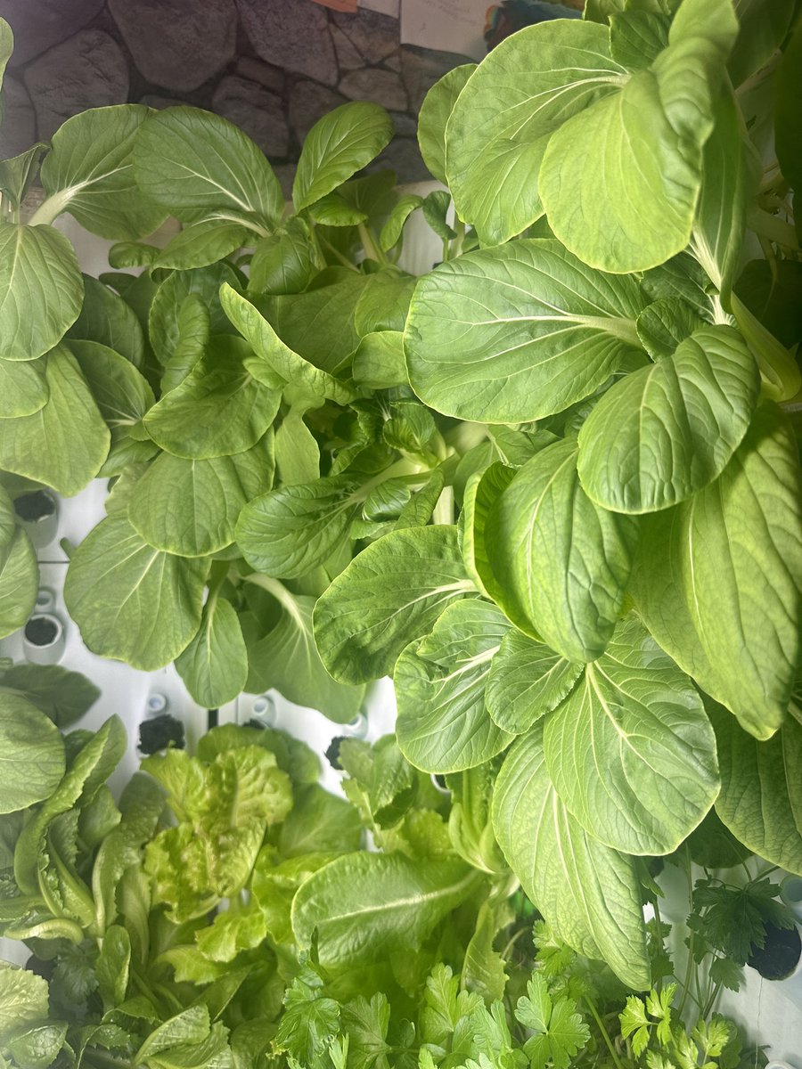 Mrs. Eller Teacher_City ๐๐ป๐๐๐๐ฝโโ๏ธ (@teacher_city) on Twitter photo We are finishing up our final harvest of the year in our #KidsGrowGreen program @BancroftDE! ๐ฅฌ๐ฅฌ๐ฅฌ
Look at our #gorgeous greens! โค๏ธ๐ฅฌ ๐คฉ
Year-round gardening + STEM = future global eco-citizens!๐ฅฌ๐
<a href="/ForkFarms/">Fork Farms</a>
#KidsGrowGreen
#Hydroponics
#ClassroomHydroponics We are finishing up our final harvest of the year in our #KidsGrowGreen program @BancroftDE! ๐ฅฌ๐ฅฌ๐ฅฌ
Look at our #gorgeous greens! โค๏ธ๐ฅฌ ๐คฉ
Year-round gardening + STEM = future global eco-citizens!๐ฅฌ๐
<a href="/ForkFarms/">Fork Farms</a>
#KidsGrowGreen
#Hydroponics
#ClassroomHydroponics