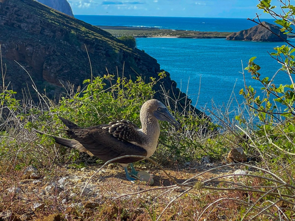 AliceLFord's tweet photo. Discover the wonders of the Galapagos Islands. Learn how to visit this #uniquedestination and experience its extraordinary landscapes, marine and wildlife. This guide will cover everything you need to know and the best ways to experience it!
https://t.co/IK3pgG3vLk https://t.co/DRVwIAZmKm