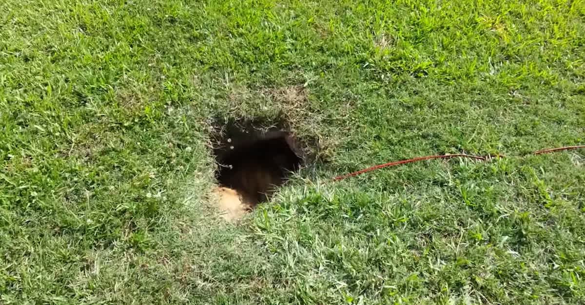 zombiebites's tweet photo. @Israel I found this in my backyard, it must be Hamas! https://t.co/K9YIluSfdB