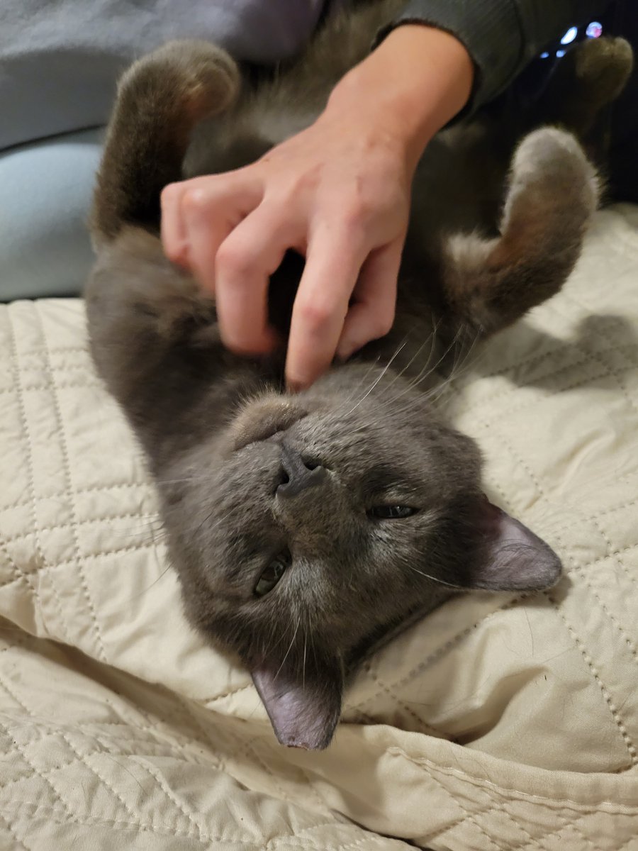 Kevin Griffith (@assumenormality) on Twitter photo Fostering these 3 in Nashville until they find a good home <a href="/KFFCats/">Breaking Mews and Ruff Translations</a>!
Simba & Toothless (kittens)
Lobo (2 y/o)
Kittens were trapped from a feral litter, Lobo was abandoned outside when previous owner moved Fostering these 3 in Nashville until they find a good home <a href="/KFFCats/">Breaking Mews and Ruff Translations</a>!
Simba & Toothless (kittens)
Lobo (2 y/o)
Kittens were trapped from a feral litter, Lobo was abandoned outside when previous owner moved