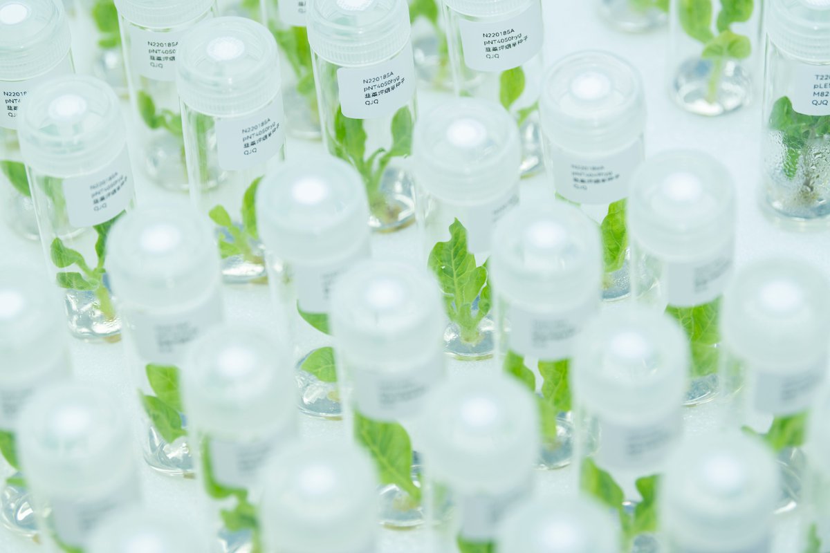 wimi_biotech's tweet image. WIMI drives advancements in crop breeding &amp;amp; improvement 🌾🌽🍅 Offering a comprehensive transformation platform for 20 more plant species: rice, maize, cotton, wheat, barley, soybeans, tomatoes, &amp;amp; more. 
#AgTechInnovation 
#CropOptimization 
#GeneticTransformation