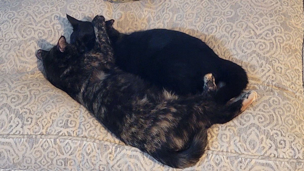 Hafatam1's tweet photo. Happy first birthday to these two adorable troublemakers!!!
#aurielle #umbra #oneyearold #ohgoodness #chaoscausers #hideyourblinds
@KrimsonRogue https://t.co/fHeuc3hvLM