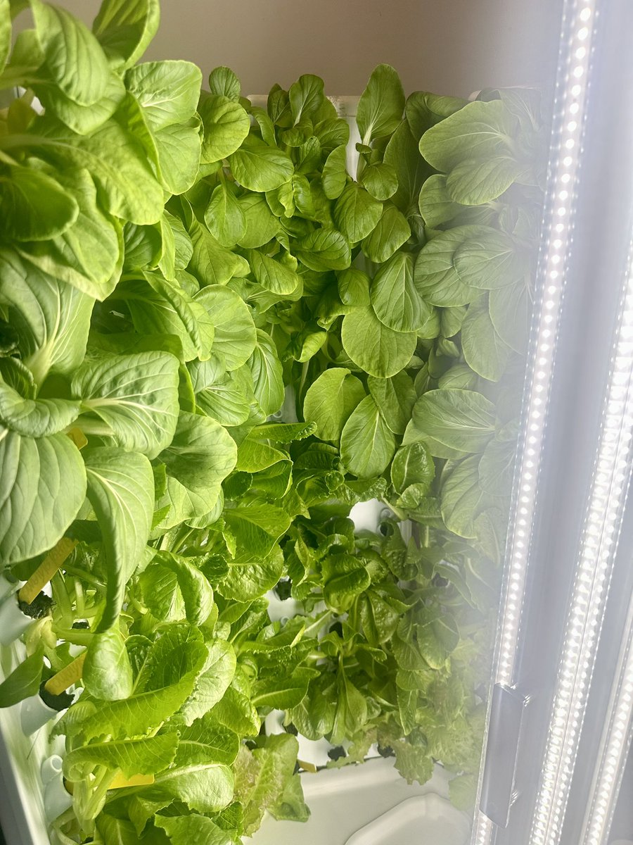 teacher_city's tweet photo. We are finishing up our final harvest of the year in our #KidsGrowGreen program @BancroftDE! 🥬🥬🥬

Look at our #gorgeous greens! ❤️🥬 🤩

Year-round gardening + STEM = future global eco-citizens!🥬💕

@ForkFarms 
#KidsGrowGreen 
#Hydroponics 
#ClassroomHydroponics https://t.co/ylYJd4laKz