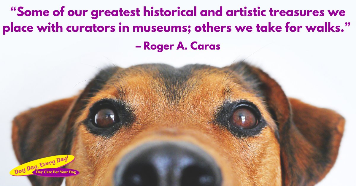 DogDayEveryDay's tweet photo. Dogs are some of the best treasures on Earth. #WeLoveDogs #doglife https://t.co/cYD9JE15KH