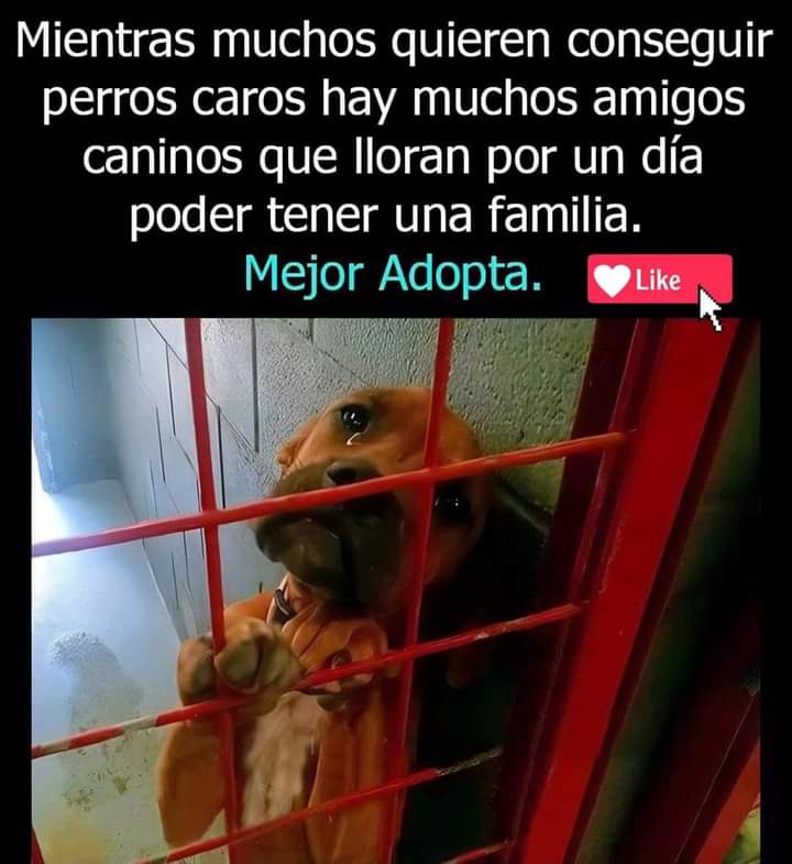Adopta no compres ❤️🐾