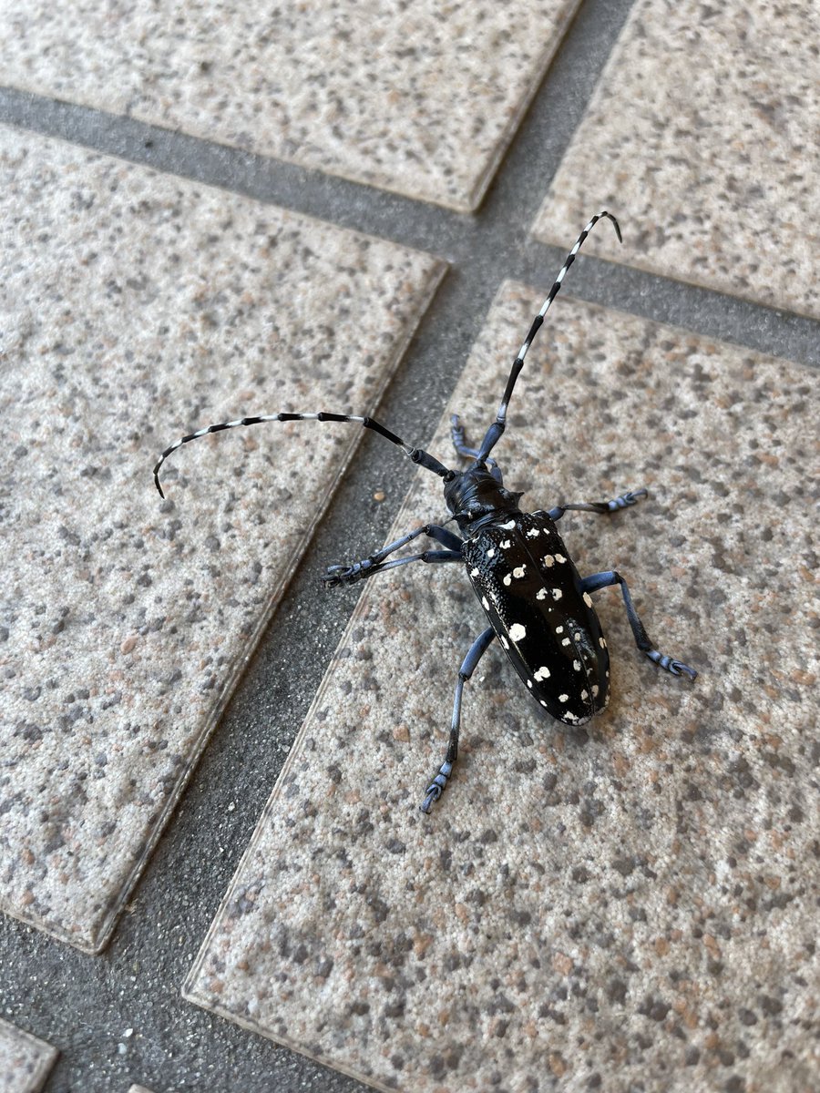 ofsilvershadows's tweet photo. INCREDIBLY COOL BUG ALERT!!!!! Someone please help identify 🥺 https://t.co/RL7LSrp5on