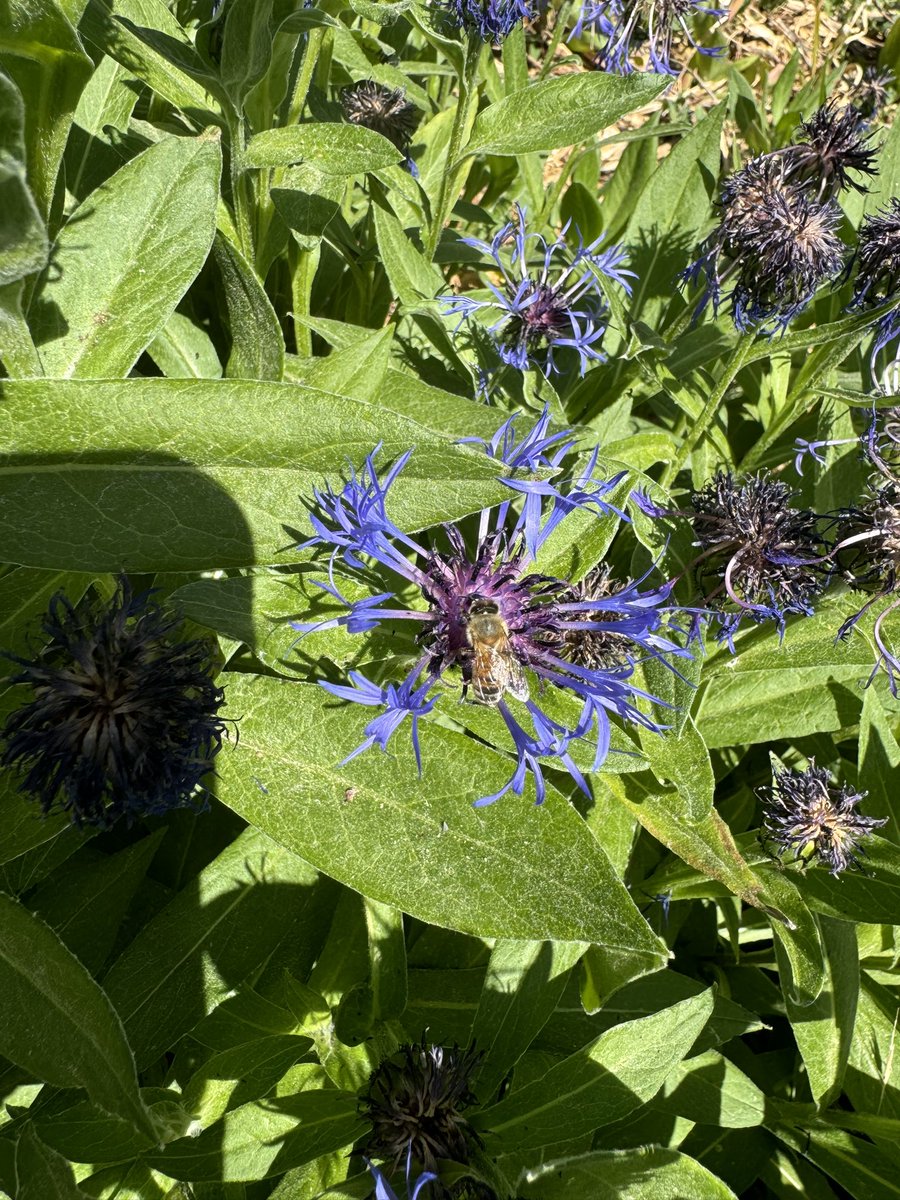 HelpersBee's tweet image. Lovely day for walk and bee peepin on the flowers and bees haha!! #bee #colorado #beehelpers