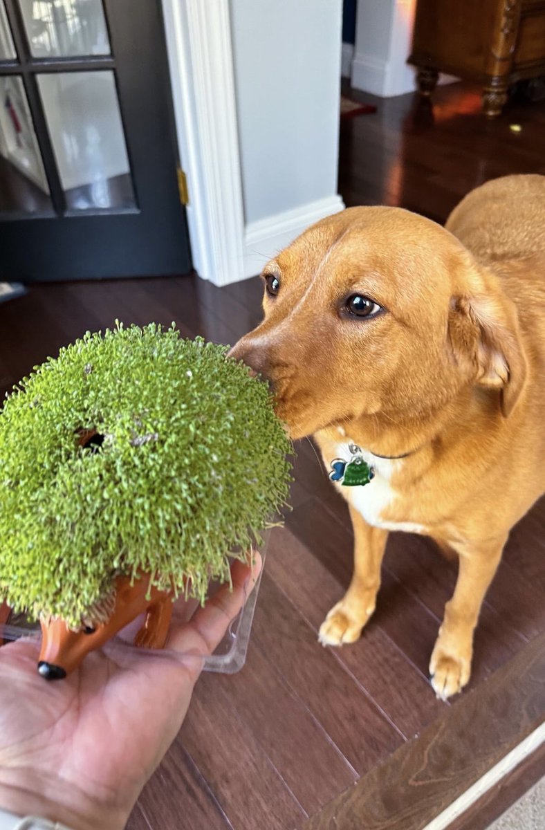Just a pup and his Chia Pet! 🐶🪴❤️ amazon.com/Chia-CP438-01-…

📸 @iamrudes (IG)

#chiapet #chiapets #dogsofig #hedgehog #explore #plantmom #plantdad #doglover #dogs #plantsmakepeoplehappy
