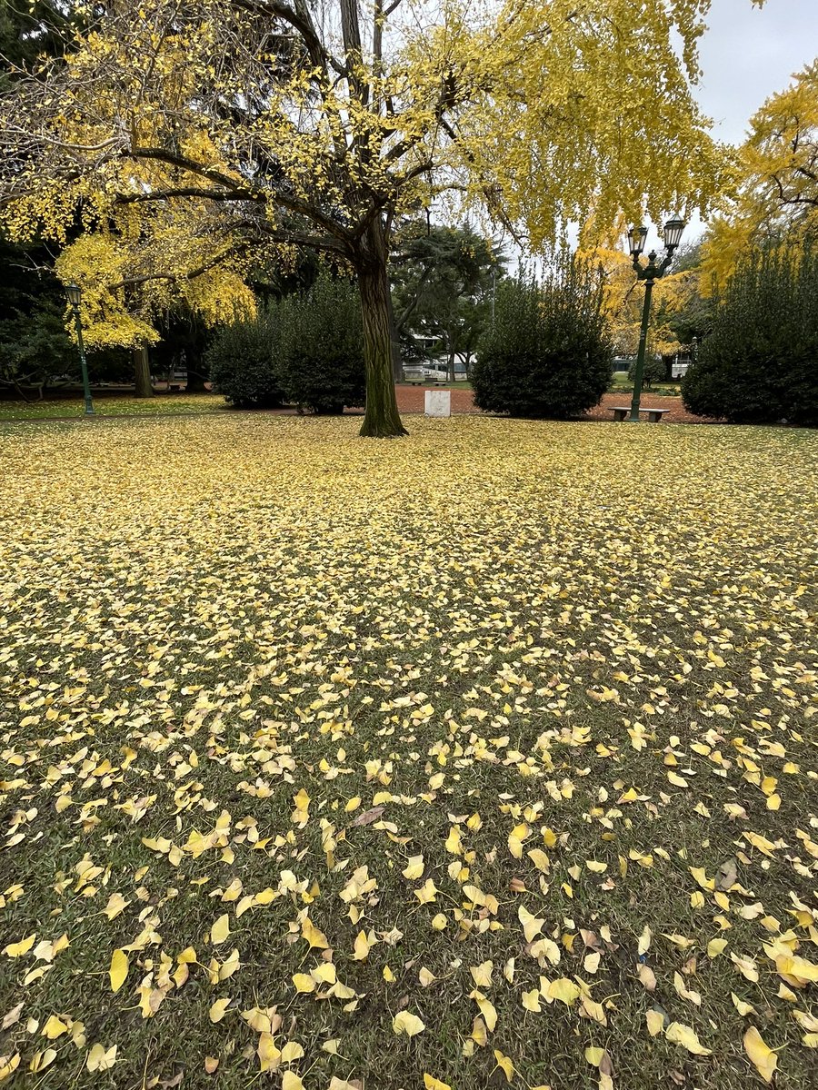 jimegerma's tweet photo. Amarillo otoñal https://t.co/OPNCycMrwJ