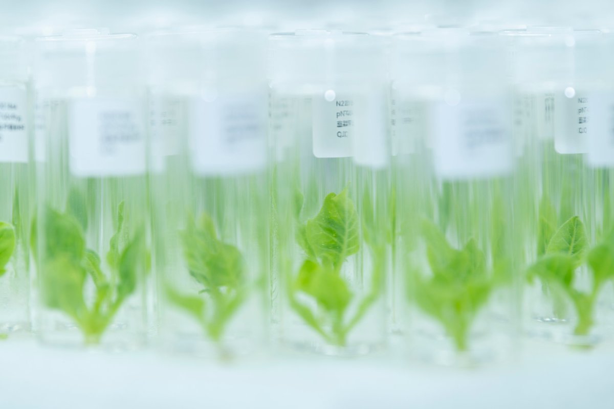 wimi_biotech's tweet image. WIMI ensures transparency in every step! 🔬 Our advanced LIMS tracks &amp;amp; verifies each experiment, from plasmid construction to seed harvest. Detailed records &amp;amp; monitoring provide reliable data for customers. 
#TechPrecision  
#GeneticTransformation