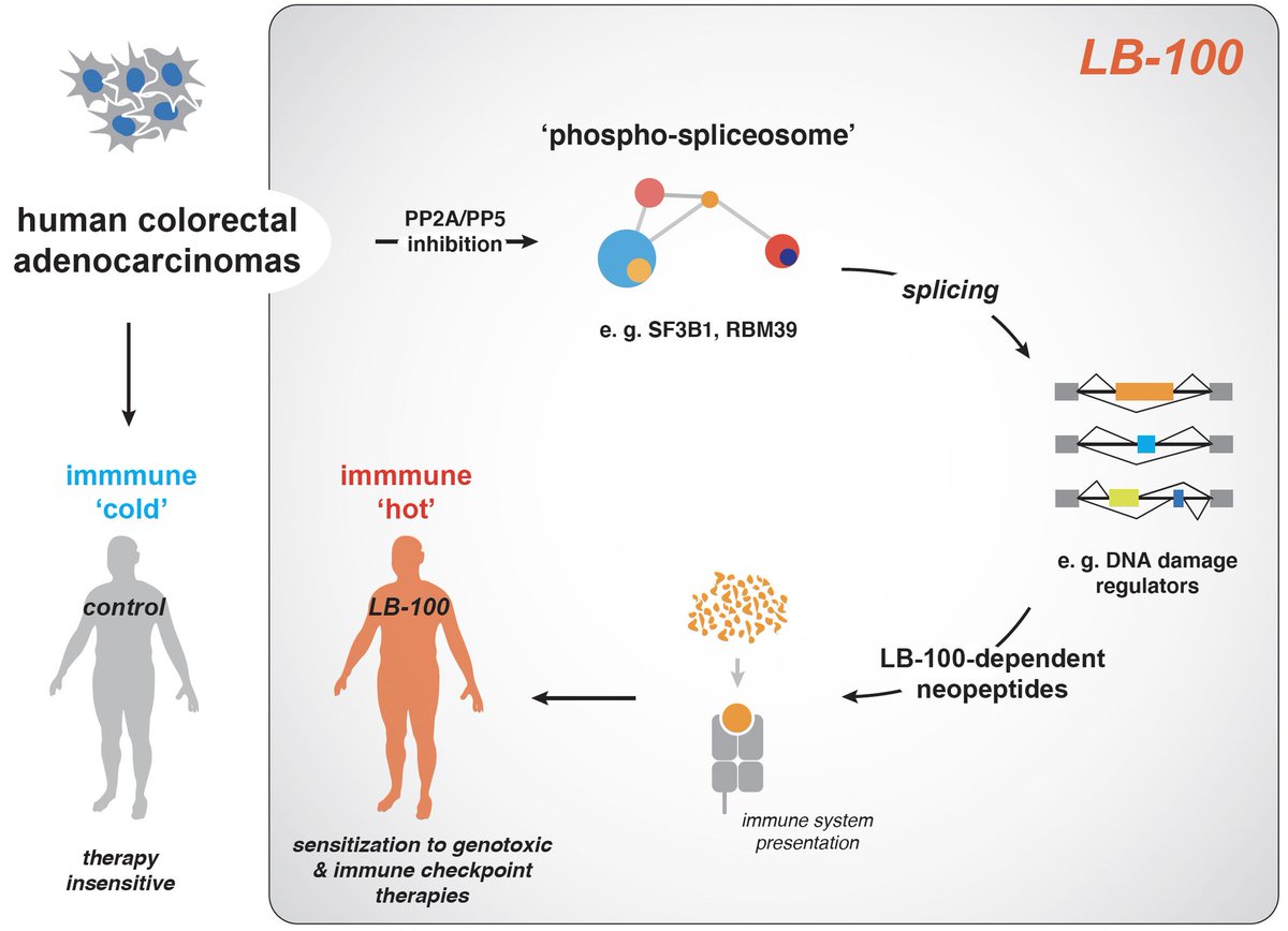 LixteBiotech's tweet photo. New pre-clinical data from researchers at the @NKI_nl  published in @EMBO show that our #LB100 lead molecule can turn immunologically “cold” tumors “hot,” potentially enhancing the benefit #immunotherapy. $LIXT

https://t.co/HYM5PDey3M https://t.co/emwpuqoJHf