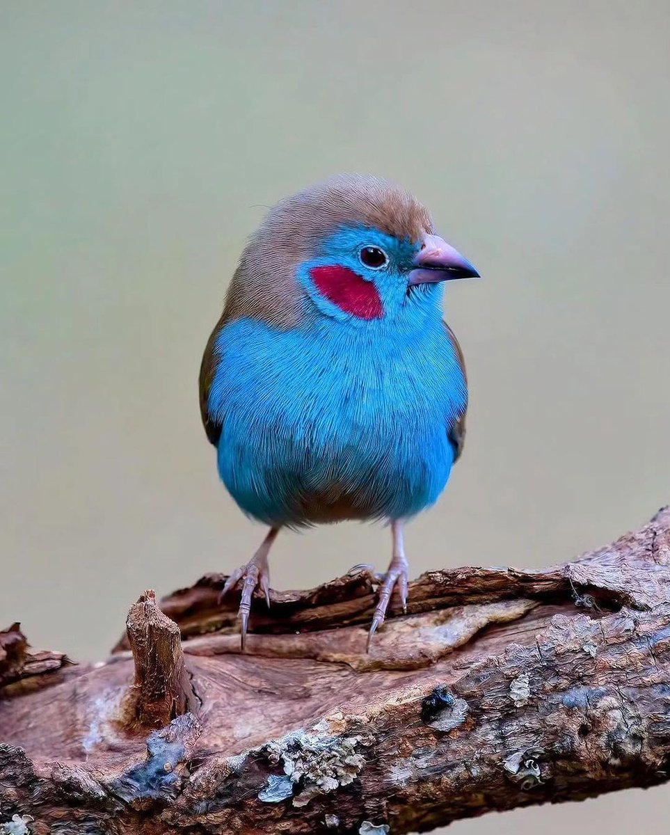 Red-cheeked Cordon-Bleu
photo by @kenyanbirder
#birds #birdwatching #NaturePhotography #wildlifephotography