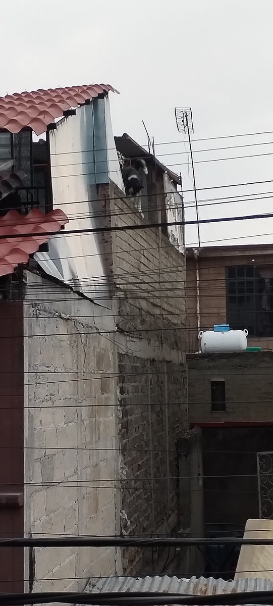 davidalvarezmun's tweet photo. @Animales_CDMX este perrito lleva casi dos años encerrado en la azotea de esta casa en santa cruz Acalpixca delegación Xochimilco la calle es carrillo puerto, pese al calor lo dejan ahí, casi no come y no sé si tiene agua, que se puede hacer? https://t.co/20V1eh2RXw