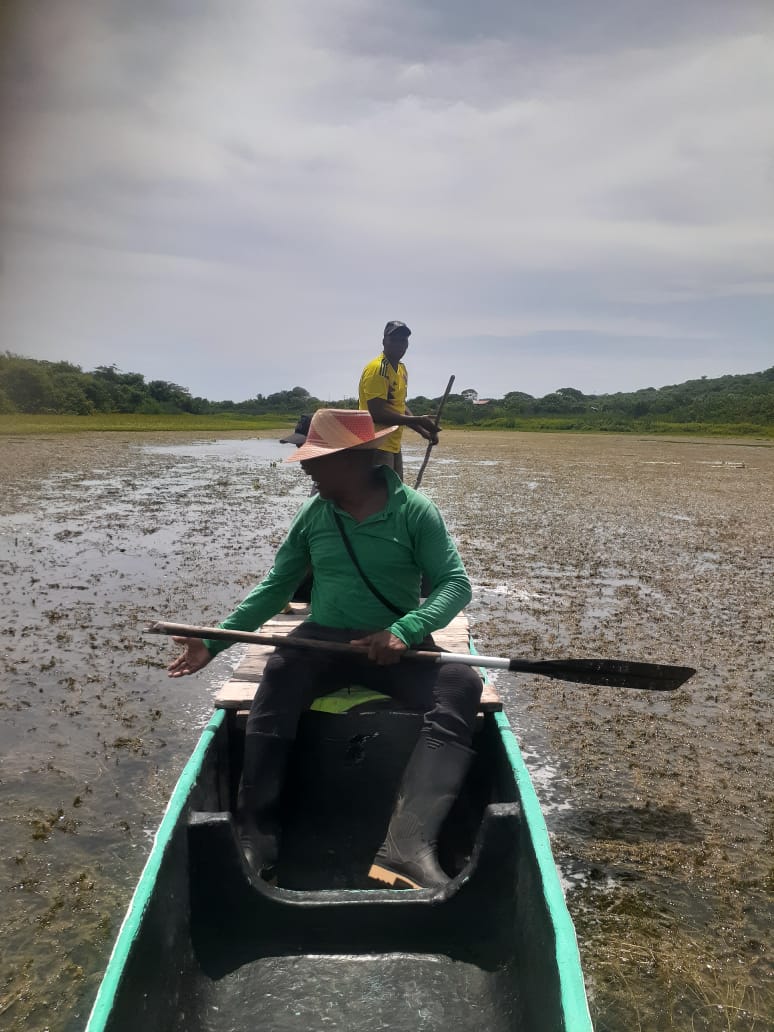 VianaTapia's tweet photo. Me envían estas fotografías de la Ciénaga del totumo, la comunidad pesquera y todo el territorio está preocupado por la incidencia de plantas de comportamiento invasor. Santa Catalina, Bolívar. @brigittelgb @inst_humbold @FNAmbiental @alegriafonseca @una https://t.co/spN76V5rvA