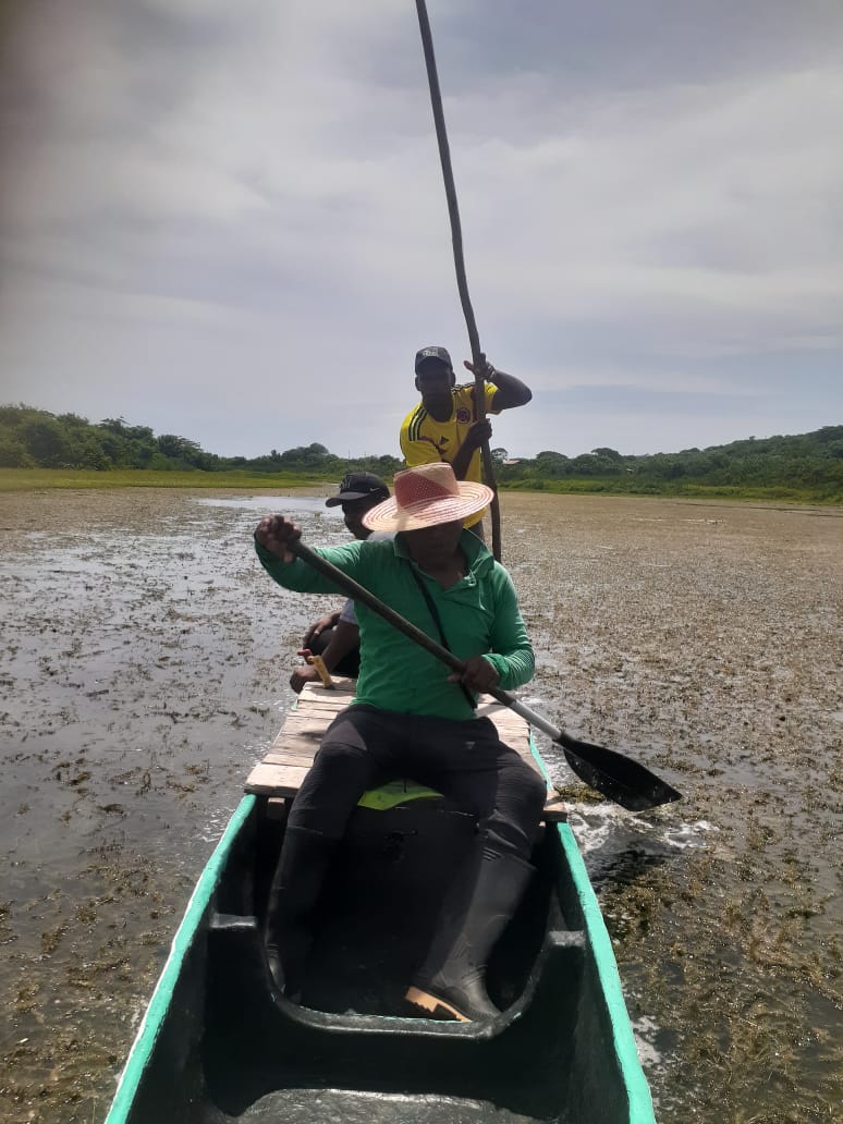 VianaTapia's tweet photo. Me envían estas fotografías de la Ciénaga del totumo, la comunidad pesquera y todo el territorio está preocupado por la incidencia de plantas de comportamiento invasor. Santa Catalina, Bolívar. @brigittelgb @inst_humbold @FNAmbiental @alegriafonseca @una https://t.co/spN76V5rvA