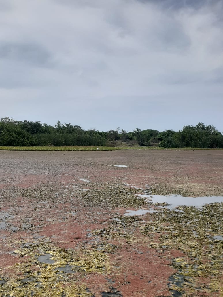 VianaTapia's tweet photo. Me envían estas fotografías de la Ciénaga del totumo, la comunidad pesquera y todo el territorio está preocupado por la incidencia de plantas de comportamiento invasor. Santa Catalina, Bolívar. @brigittelgb @inst_humbold @FNAmbiental @alegriafonseca @una https://t.co/spN76V5rvA