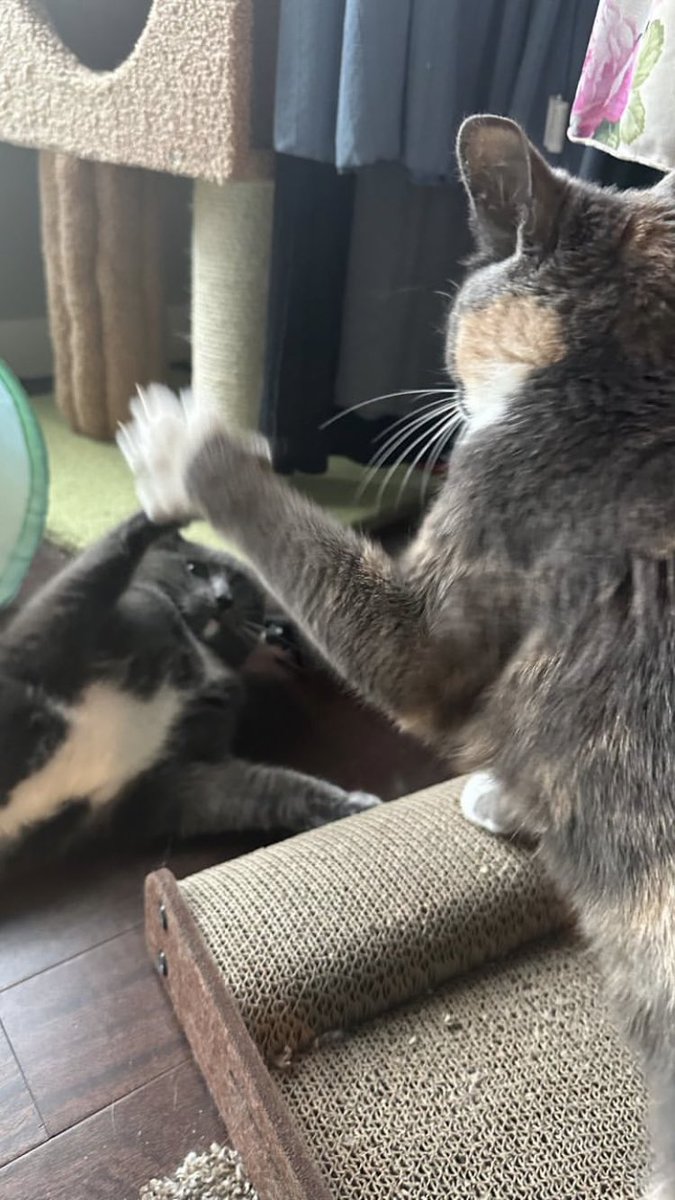 meet Kyle n Kyra …such a loving siblings, right? lol 

#fyp #catsfunny