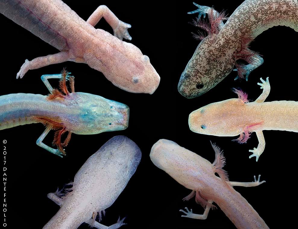 Cave Week 2023: June 2nd – June 8th: Top-left (Eurycea spelaea), middle-left (E. rathbuni), (E.  tridentifera), from the type locality (E. latitans), middle right (Gyrinophilus palleucus), lower-right (E.  wallacei).