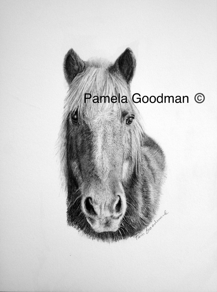Sweet Pony has passed

10% PET PORTRAIT SUMMER SALE 
                      6/1-8/30/24
 IM ME or email at madjonah@comcast.net and check out my website at pamelagoodman.zenfolio.com
#horselover #dressage  #horsebackriding #horselife  #riding #equineart  #horseart #equestrian #horse