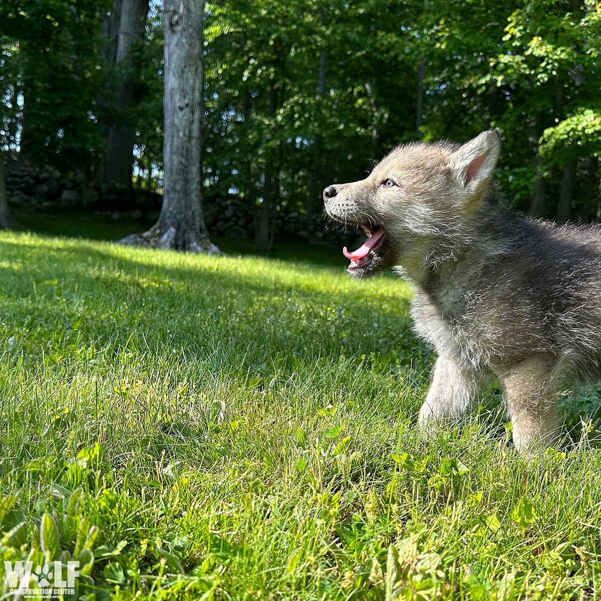 nywolforg's tweet photo. Get excited - it's FRIDAY! 😀 https://t.co/izQ3vAvV8m