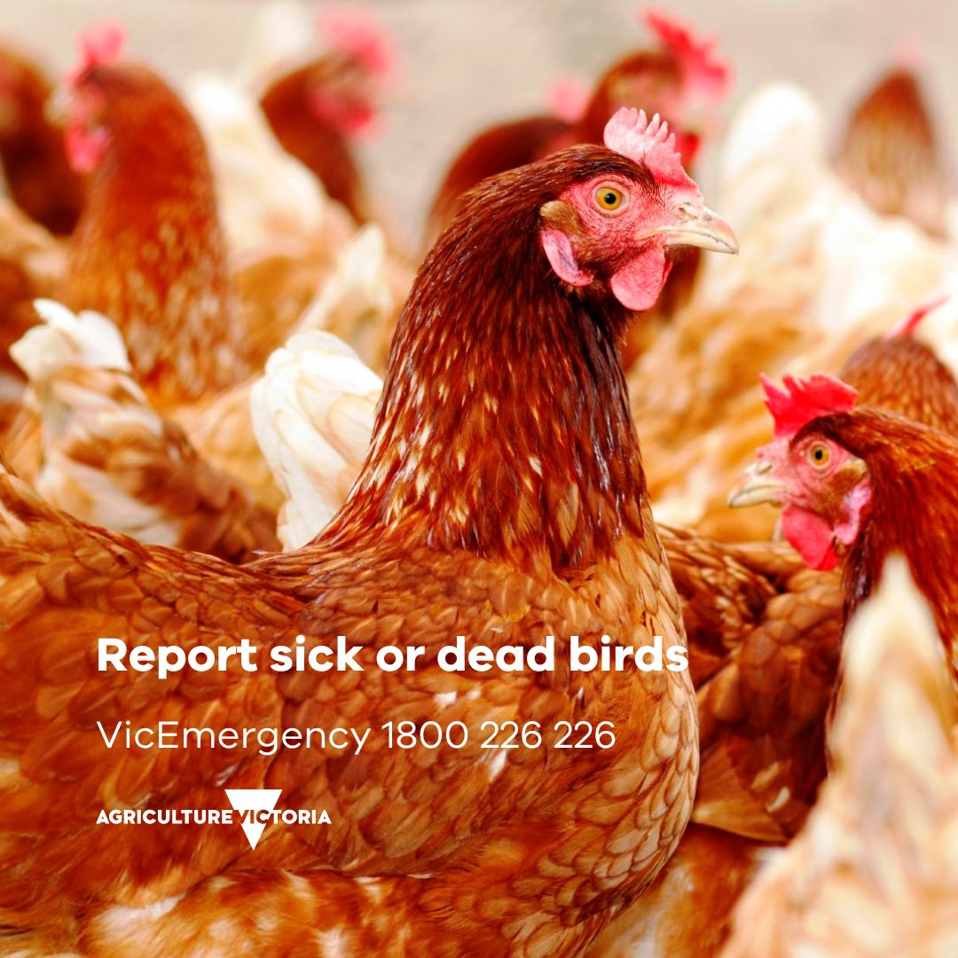 VicGovAg's tweet photo. A fifth Victorian poultry farm near Meredith has tested positive to avian influenza.
This detection is why our risk-based Restricted and Control Areas are in place and shows that our ongoing surveillance activities are working.
Read more 👉 https://t.co/NQWrRshWLd https://t.co/kHrqxfpfPa