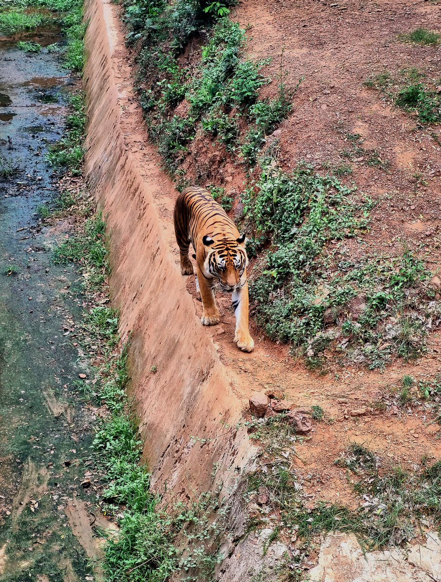 Ramkrushna259's tweet photo. Some Clicks from Nandankanan zoo🐅🦒🐊🦌.
@ddnandankanan 
@NandankananZ 
@NANDANKANAN1
@OdishaTourism 
#visitodisha
#odishatourism https://t.co/ZoyV7HZow6