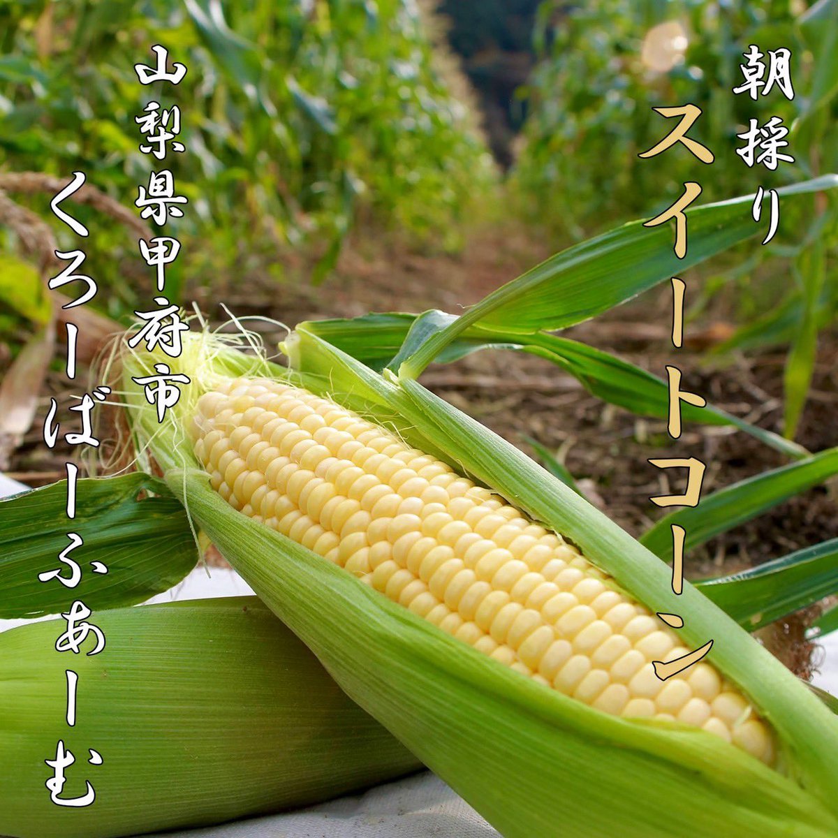 yamafuji_0401's tweet photo. 🌽山梨の旬をお届け🌽
山梨のとうもろこし #プレゼント企画 
山梨で頑張る若き農家集団『くろーばーふぁーむ』(@clover_farm_ym )とのコラボ企画

スイートコーン5本とヤマフジのドレッシングをセッ���にして5名の方にプレゼント‼️

応募はリポストのみ！
6/12 22:00〆
皆さんの🌽の思い出ぜひ教えて
⏬ https://t.co/w1eehzAzPs