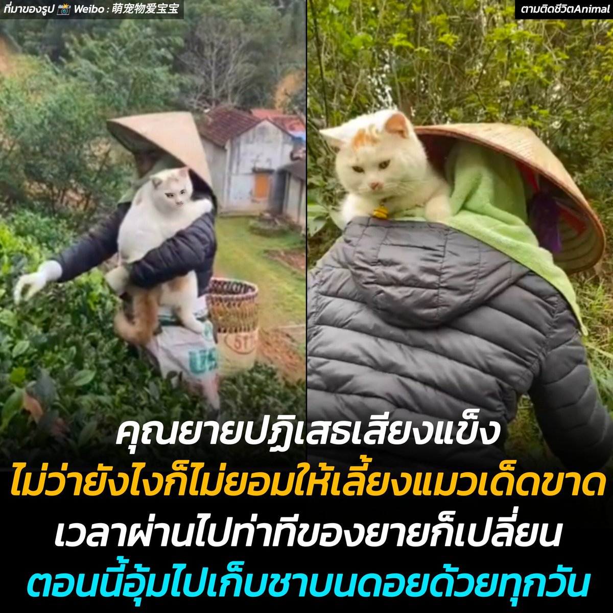 AnimalFW_TH's tweet photo. อุ้มแมว ❎
อุ้มถังแก๊สปิคนิค ✅
จากแมวจรที่ยายไม่ให้เลี้ยงในวันนั้น สู่ตำแหน่งหลานรักที่อุ้มไปเก็ยชาบนดอยโดยไม่บ่นสักคำ 😹😹😹
อาณาจักรสัตว์โลก มีม&สาระ By ตามติดชีวิตAnimal 
หญิงสาวเล่าวว่าครั้งแรกที่เธอขอคุณยายเลี้ยงแมวจรตัวนี้ คุณยายของเธอปฏิเสธเสียงแข็งว่า ไม่ว่ายังไงก็ห้ามเลี้ยงเด็ดขาด แต่เธอดื้อจะต้องเลี้ยงให้ได้ 

พอเวลาผ่านไปไม่นานเจ้าเหมียวก็โตขึ้น ท่าทีคุณยายที่เจอเจ้าแมวเหมียวตัวนี้ทุกวันก็เปลี่ยนไป จากที่ไม่ชอบ ไม่ให้เลี้ยง ตอนนี้กลายเป็นเอาอกเอาใ��� อา��ารการกินไม่เคยขาด จนเจ้าเหมียวอ้วนท้วนสมบูรณ์ 

ทุกวันนี้คุณยายอุ้มเจ้าเหมียวไปเก็บชาบนด้วยด้วยทุกวัน ถึงแม้เจ้าเหมียวจะอ้วนขนาดนั้นคุณยายก็ไม่เคยบ่นว่าเหนื่อยสักคำ 😳

ใครเคยเจอกับเหตุการณ์ประมาณนี้ลองเอามาแชร์ให้กันฟังฮะ 😹

เรียบเรียง 🖋️ แอดเพา
ที่มาของรูป 📸 Weibo : 萌宠物爱宝宝